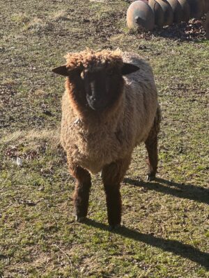 Intact Ram