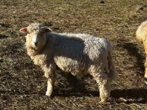 Ram Lamb